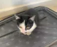 Pompom