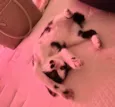 Pompom