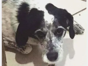 Cachorro raça SRD idade 4 anos nome 3 Órfãs