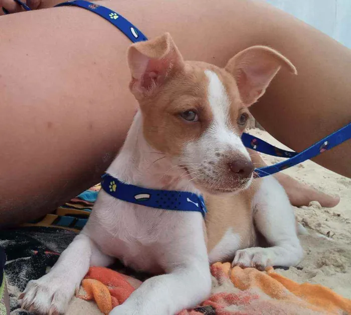 Cachorro ra a Vira lata idade 2 a 6 meses nome Alemão 
