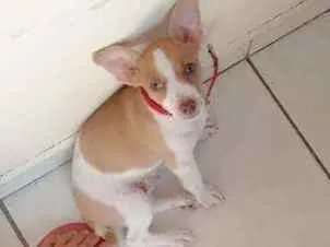 Cachorro ra a Vira lata idade 2 a 6 meses nome Alemão 