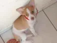 Alemão