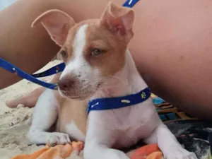 Cachorro raça Vira lata idade 2 a 6 meses nome Alemão 