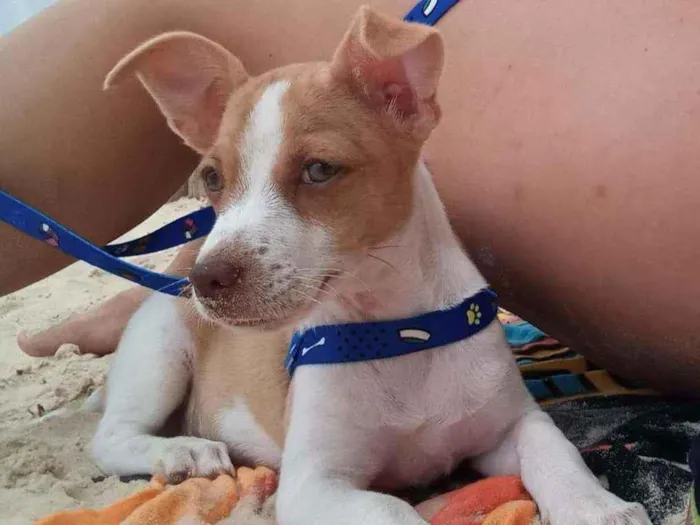 Cachorro ra a Vira lata idade 2 a 6 meses nome Alemão 