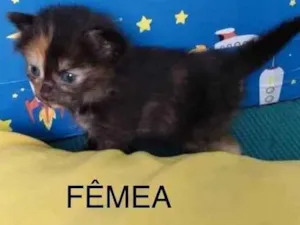 Gato raça Sem raça definida idade Abaixo de 2 meses nome Chewbaquinha