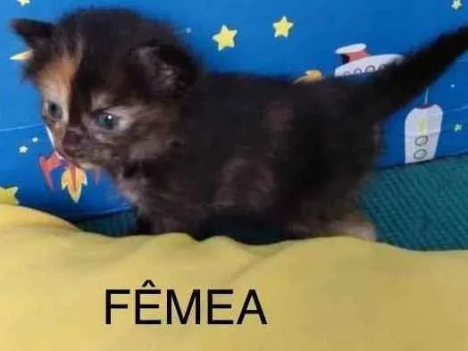 Gato raça Sem raça definida idade Abaixo de 2 meses nome Chewbaquinha