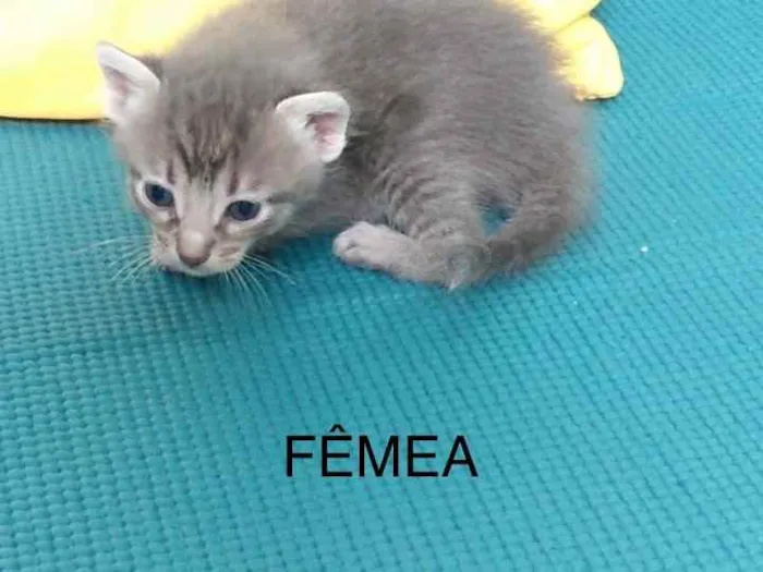 Gato raça sem raça definida idade Abaixo de 2 meses nome Tigrinha