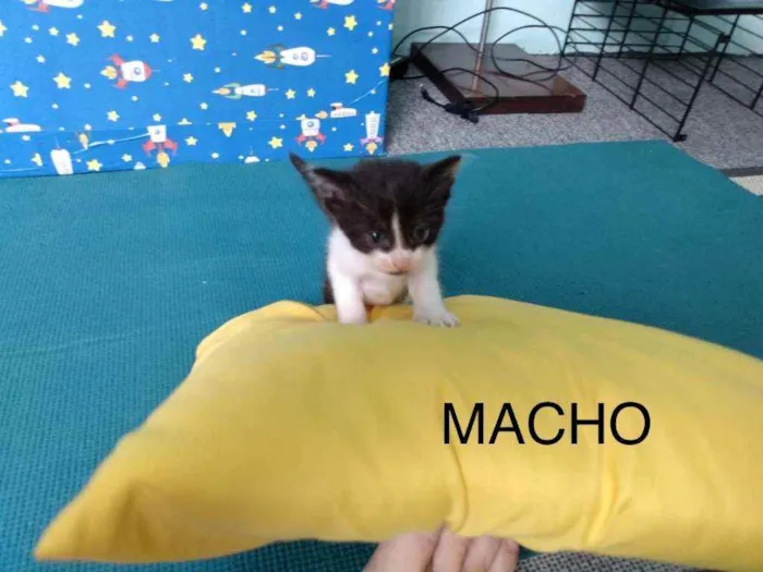 Gato raça sem raça definida idade Abaixo de 2 meses nome Frajolinha