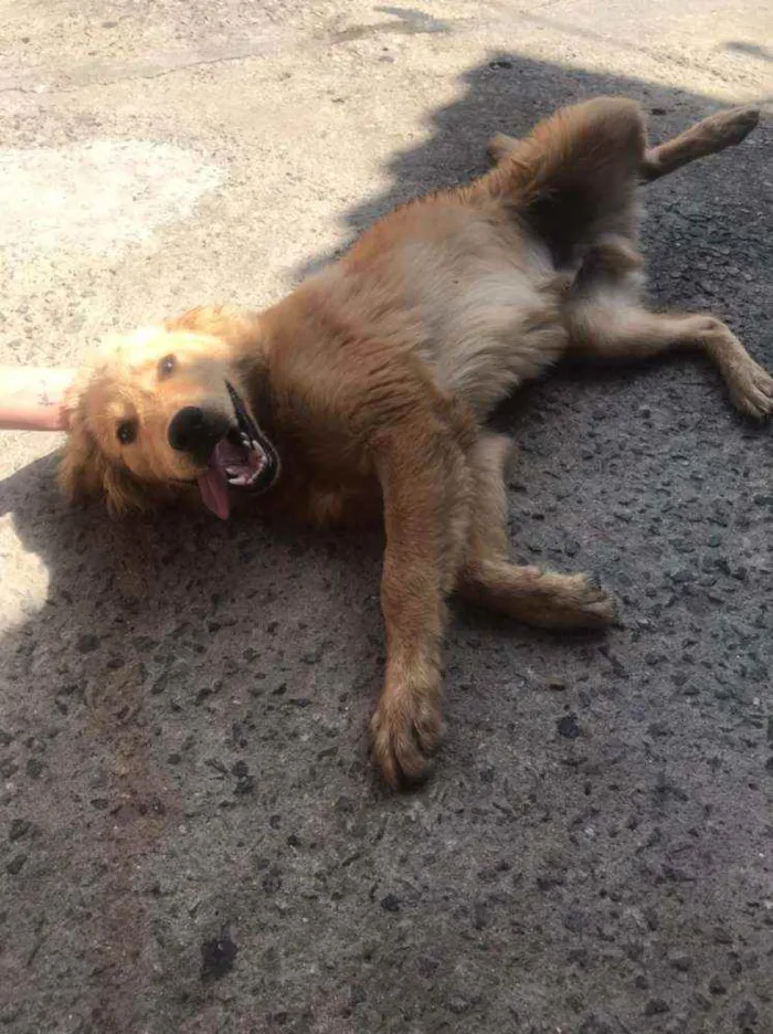Cachorro ra a Golden Retriever Misturado  idade Abaixo de 2 meses nome Bradock