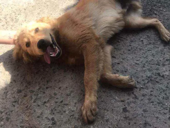 Cachorro ra a Golden Retriever Misturado  idade Abaixo de 2 meses nome Bradock