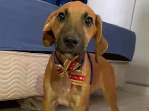 Cachorro raça SRD idade 2 a 6 meses nome Joca 