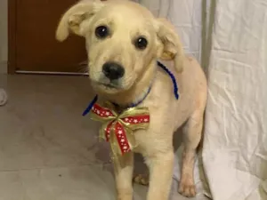 Cachorro raça SRD idade 2 a 6 meses nome Sky 