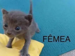 Gato raça sem raça definida idade Abaixo de 2 meses nome Yodinha