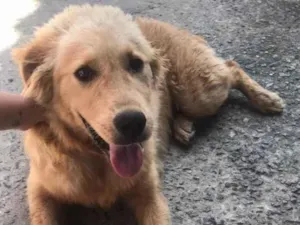Cachorro raça Golden Retriever Misturado  idade Abaixo de 2 meses nome Bradock
