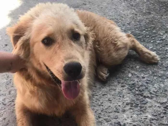 Cachorro ra a Golden Retriever Misturado  idade Abaixo de 2 meses nome Bradock