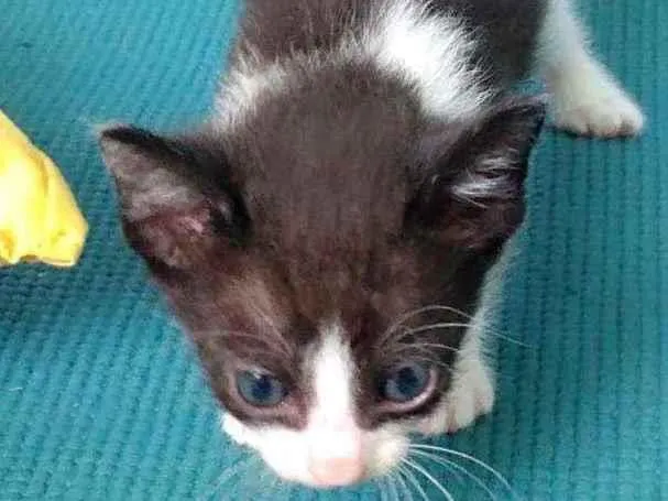 Gato raça sem raça definida idade Abaixo de 2 meses nome Zorrinha
