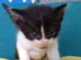 Gato raça sem raça definida idade Abaixo de 2 meses nome Frajolinha