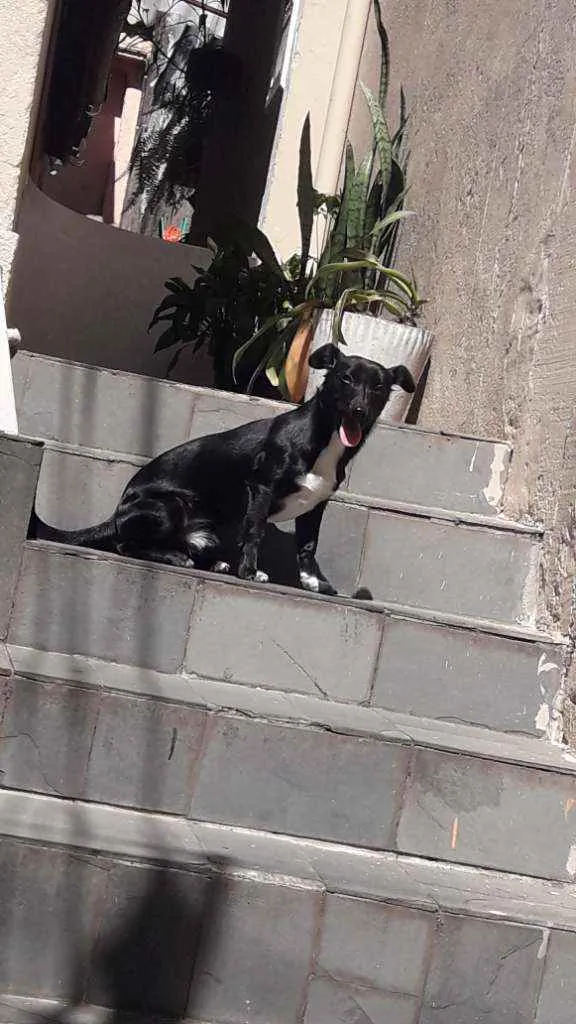 Cachorro ra a Srd idade 2 a 6 meses nome Max