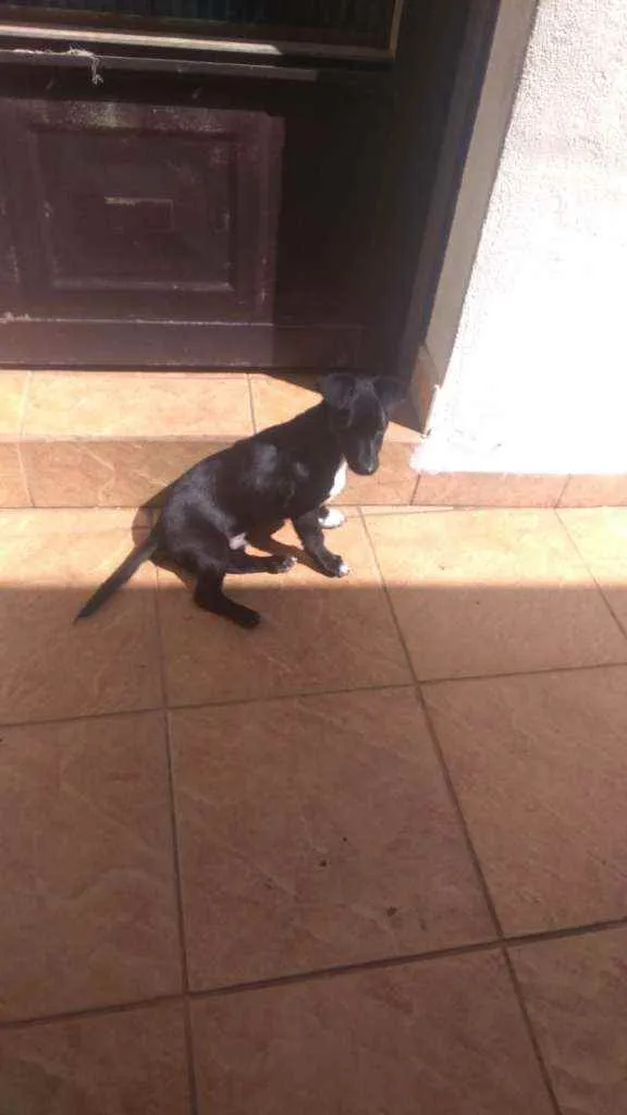 Cachorro ra a Srd idade 2 a 6 meses nome Max