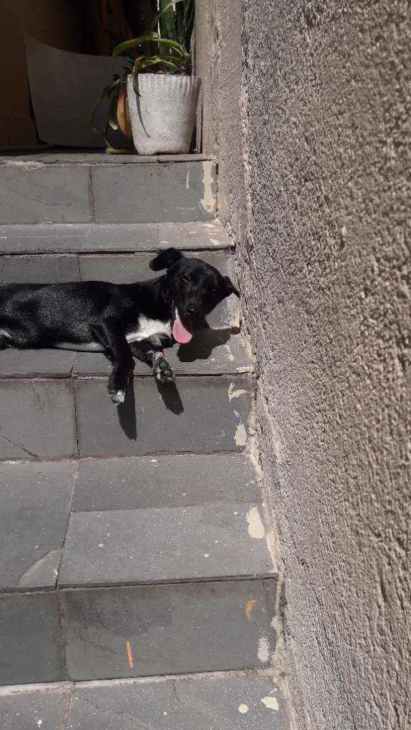 Cachorro ra a Srd idade 2 a 6 meses nome Max