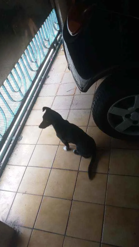 Cachorro ra a Srd idade 2 a 6 meses nome Max