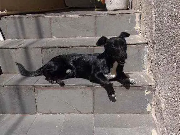 Cachorro ra a Srd idade 2 a 6 meses nome Max