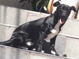 Cachorro raça Srd idade 2 a 6 meses nome Max