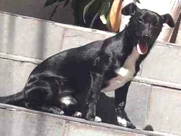 Cachorro ra a Srd idade 2 a 6 meses nome Max