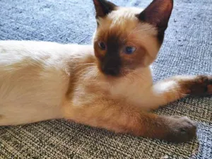 Gato raça SRD idade 2 a 6 meses nome FRANCISCO SIAMÊS