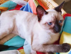 Gato raça SIAMESA idade 2 a 6 meses nome FRANCISCA SIAMESA