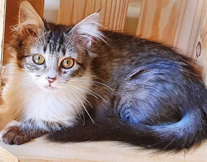 Gato raça SRD idade 2 a 6 meses nome TONINHA TIGRADA