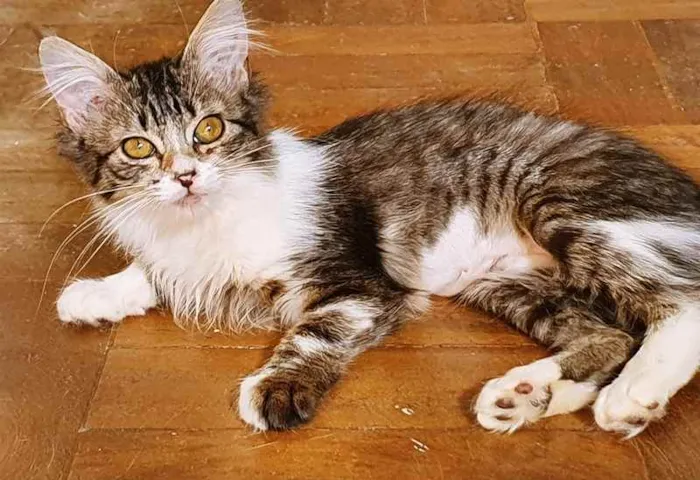 Gato raça SRD idade 2 a 6 meses nome TONINHA TIGRADA