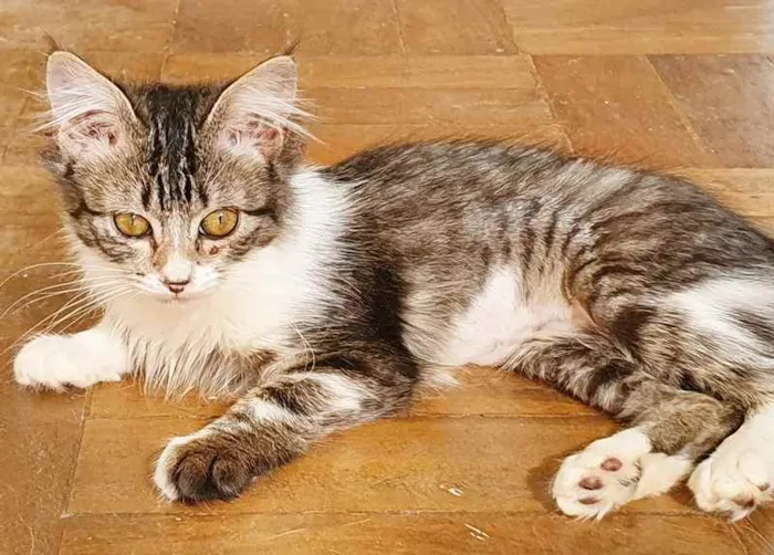 Gato raça SRD idade 2 a 6 meses nome TONINHA TIGRADA