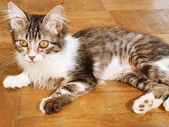 Gato raça SRD idade 2 a 6 meses nome TONINHA TIGRADA