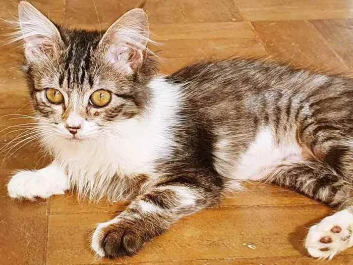 Gato raça SRD idade 2 a 6 meses nome TONINHA TIGRADA