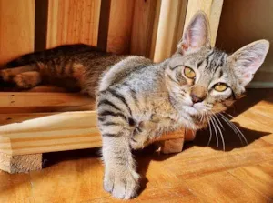 Gato raça SRD idade 2 a 6 meses nome TÚLIO TIGRADO