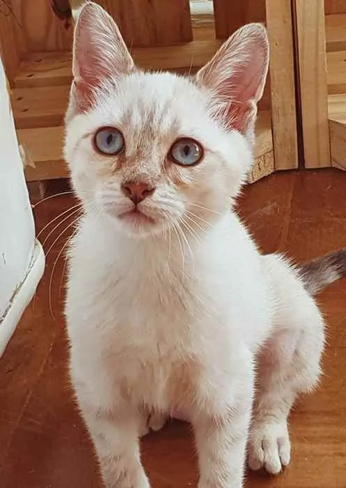 Cachorro raça SRD idade 2 a 6 meses nome VIOLETA MIX