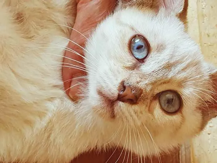 Cachorro raça SRD idade 2 a 6 meses nome VIOLETA MIX