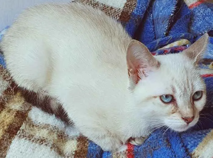 Cachorro raça SRD idade 2 a 6 meses nome VIOLETA MIX