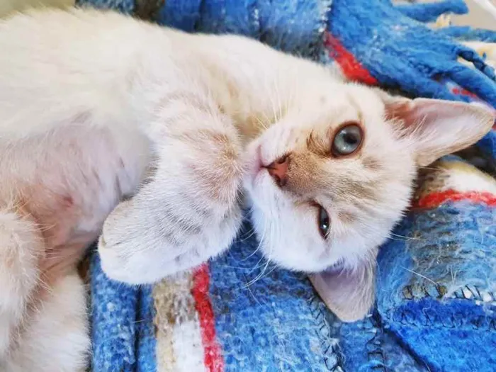 Cachorro raça SRD idade 2 a 6 meses nome VIOLETA MIX