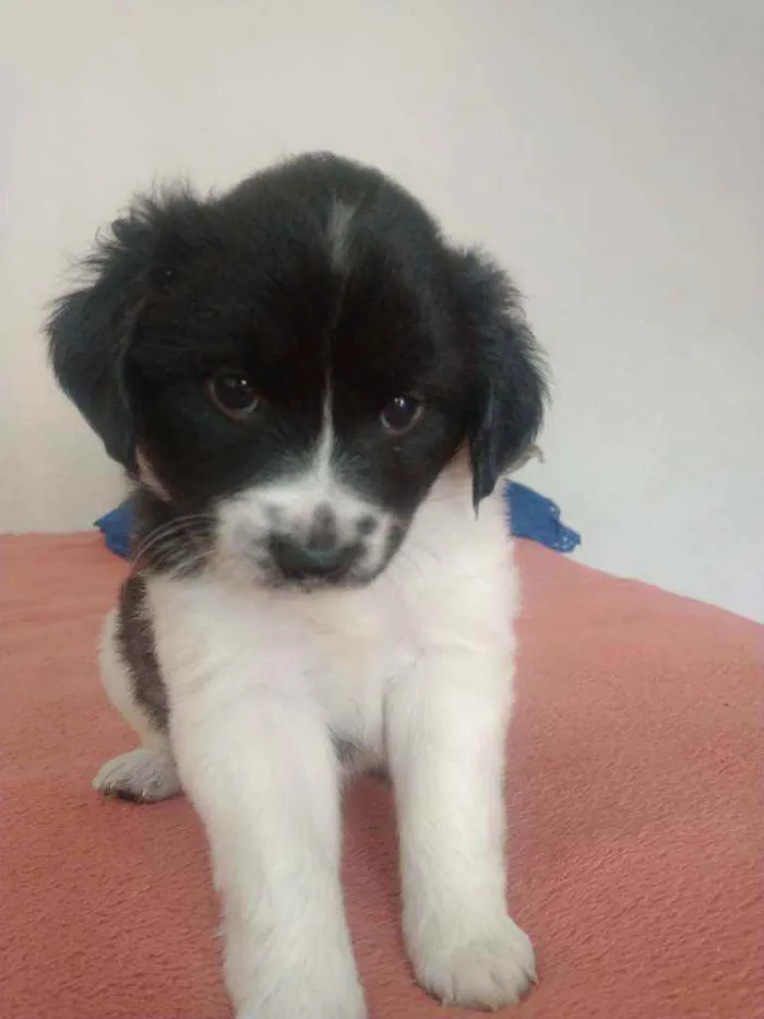 Cachorro raça  Srd idade Abaixo de 2 meses nome Emy