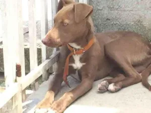 Cachorro raça Pitbull mestiço  idade 7 a 11 meses nome Aslam