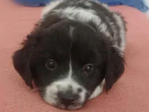 Cachorro raça  Srd idade Abaixo de 2 meses nome Emy