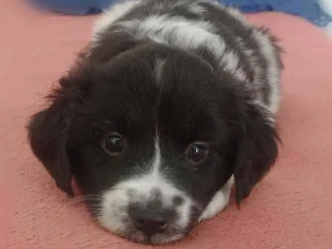 Cachorro raça  Srd idade Abaixo de 2 meses nome Emy