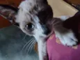 Lola