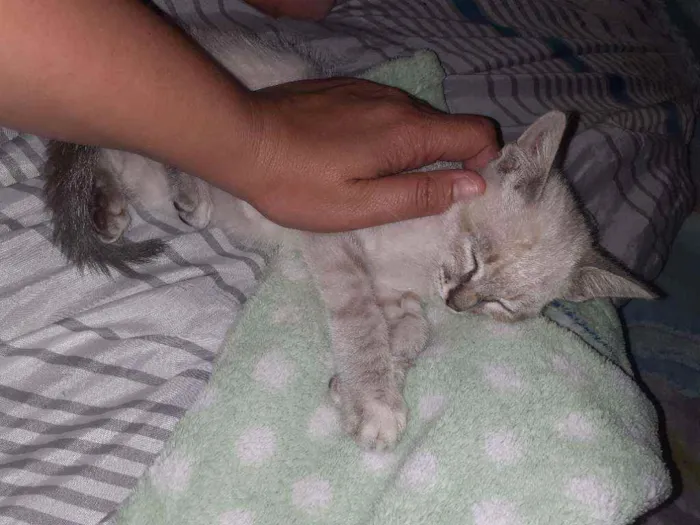 Gato ra a Aparentemente siamês  idade 2 a 6 meses nome L