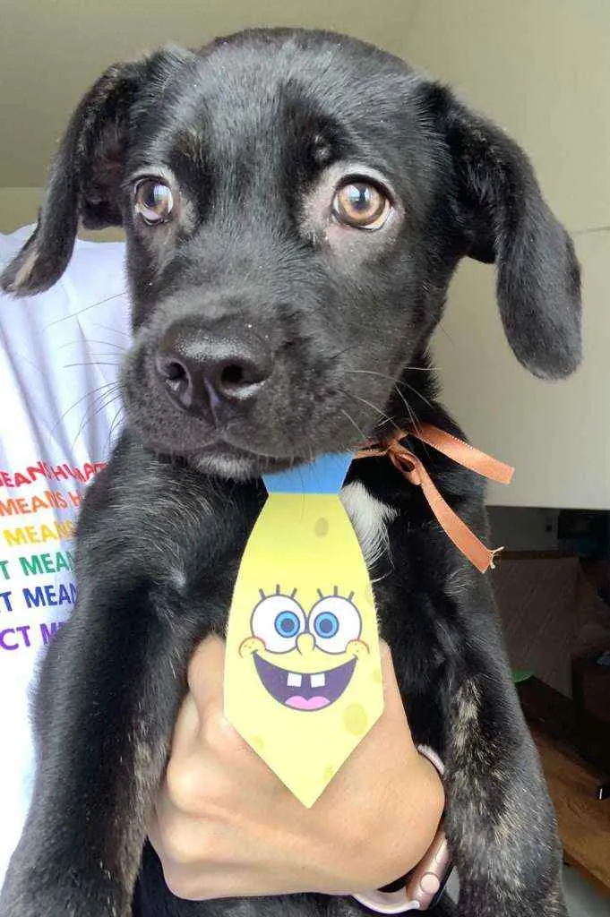 Cachorro ra a Srd idade 2 a 6 meses nome Blaky