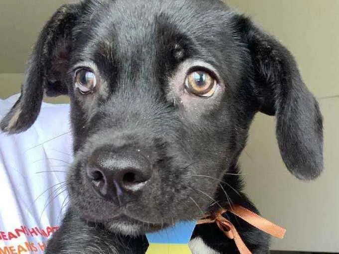 Cachorro ra a Srd idade 2 a 6 meses nome Blaky