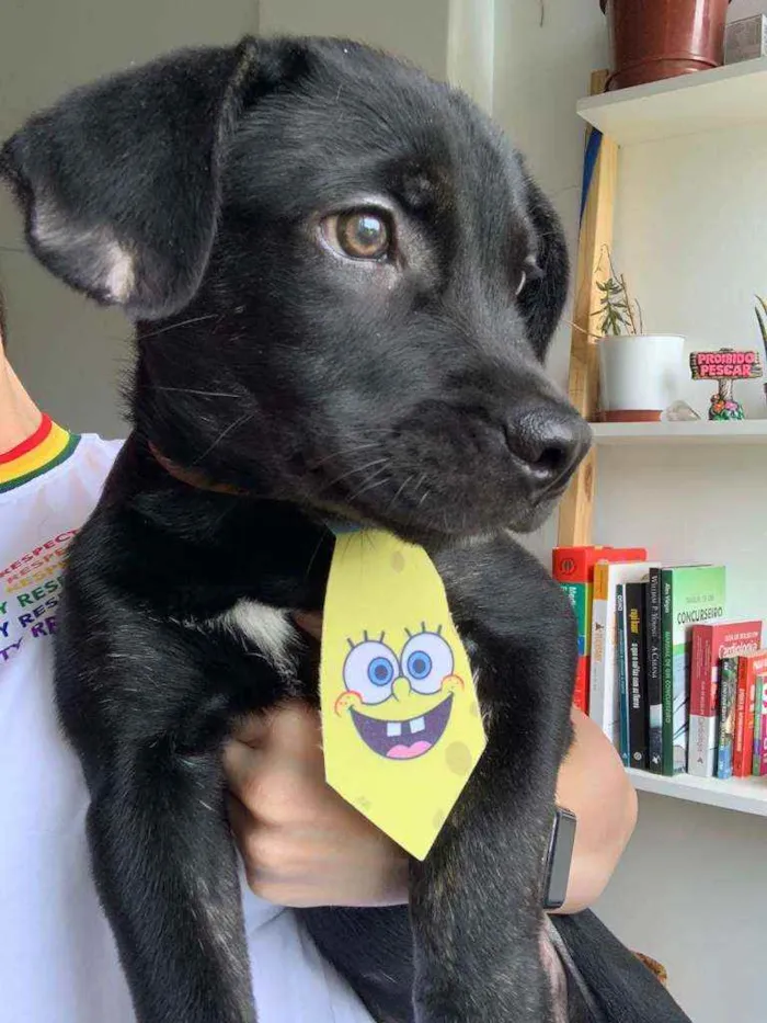 Cachorro ra a Srd idade 2 a 6 meses nome Blaky