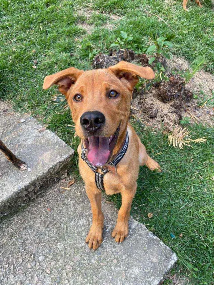 Cachorro ra a SRD idade 7 a 11 meses nome Heitor